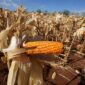 Situasi produksi jagung di beberapa sentra produsen yang saat ini tengah melimpah. (Dok. Tim Komunikasi Bapanas)

